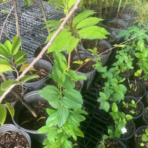 Jujube Tree Live Plant - Chinese Date Tree (Ziziphus jujuba) - Drought Tolerant Fruit Tree - Image 7