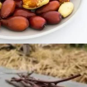 Jujube Tree Live Plant – Sweet Chinese Date Fruit – Drought Tolerant - Image 3