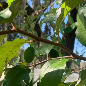 Jujube Tree Live Plant – Sweet Chinese Date Fruit – Drought Tolerant - Image 5