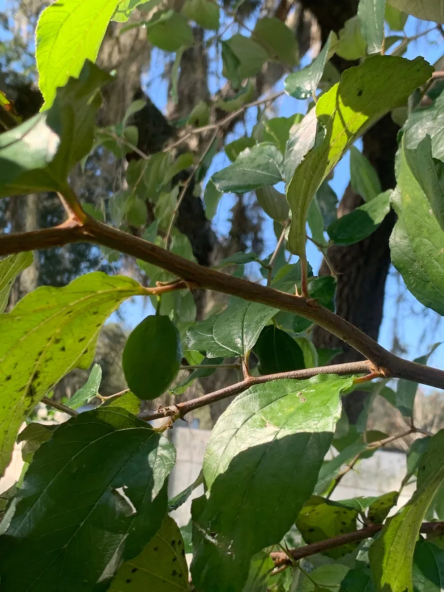 Jujube Tree Live Plant – Sweet Chinese Date Fruit – Drought Tolerant - Image 5