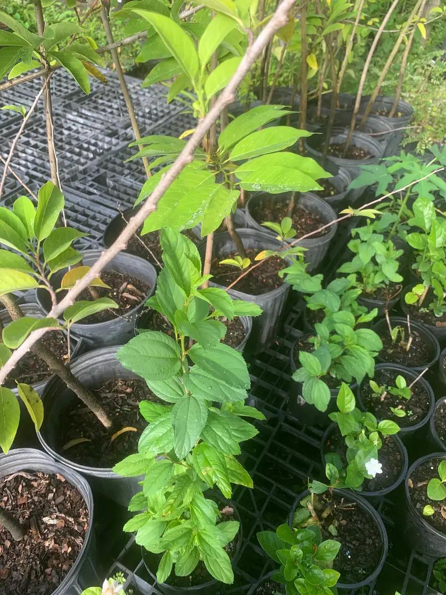 Jujube Tree Live Plant – Sweet Chinese Date Fruit – Drought Tolerant - Image 7