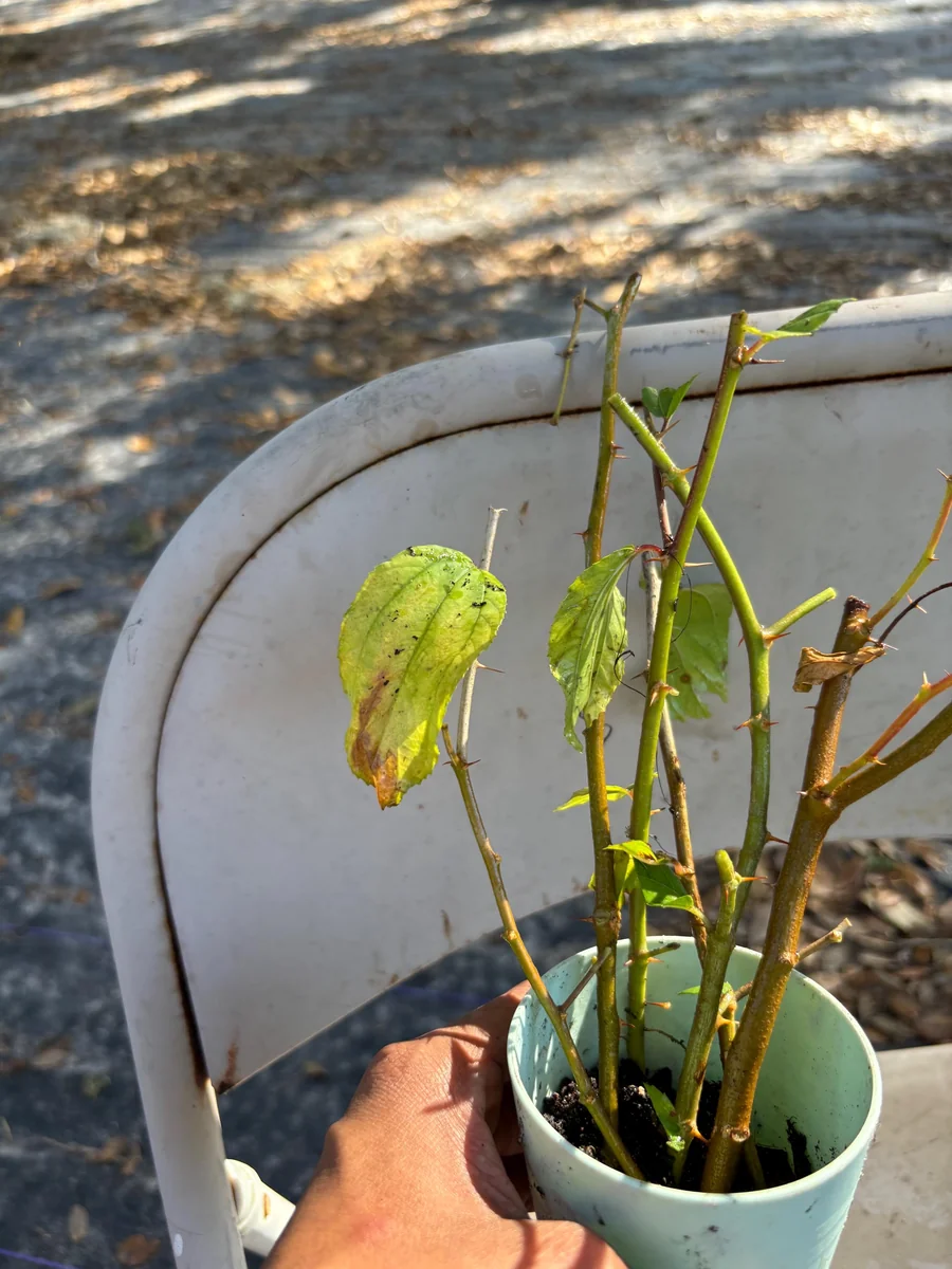 Jujube Tree Live Plant – Sweet Chinese Date Fruit – Drought Tolerant - Image 8