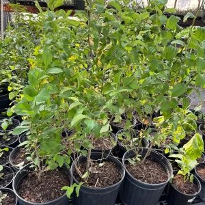 Jujube Tree Live Plant – Sweet Chinese Date Fruit – Drought Tolerant - Image 9