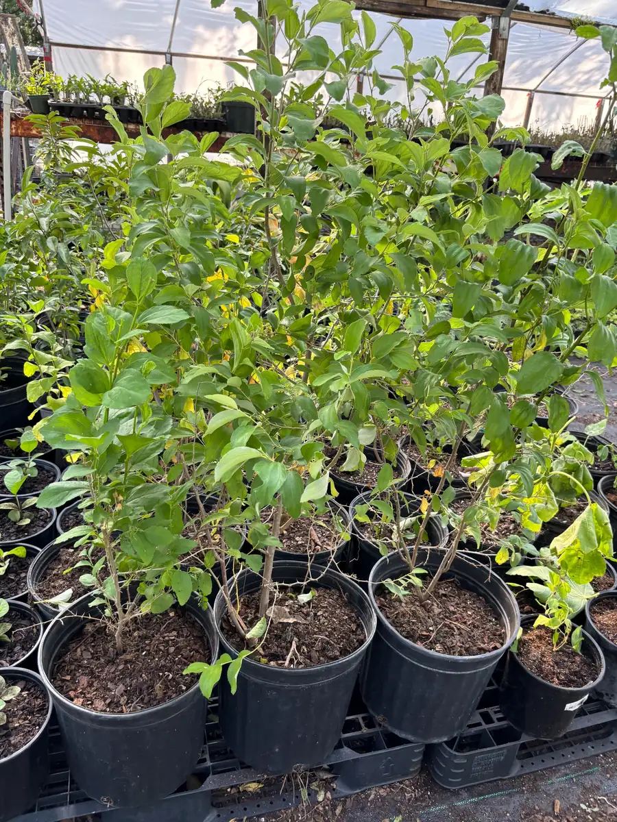 Jujube Tree Live Plant – Sweet Chinese Date Fruit – Drought Tolerant - Image 9