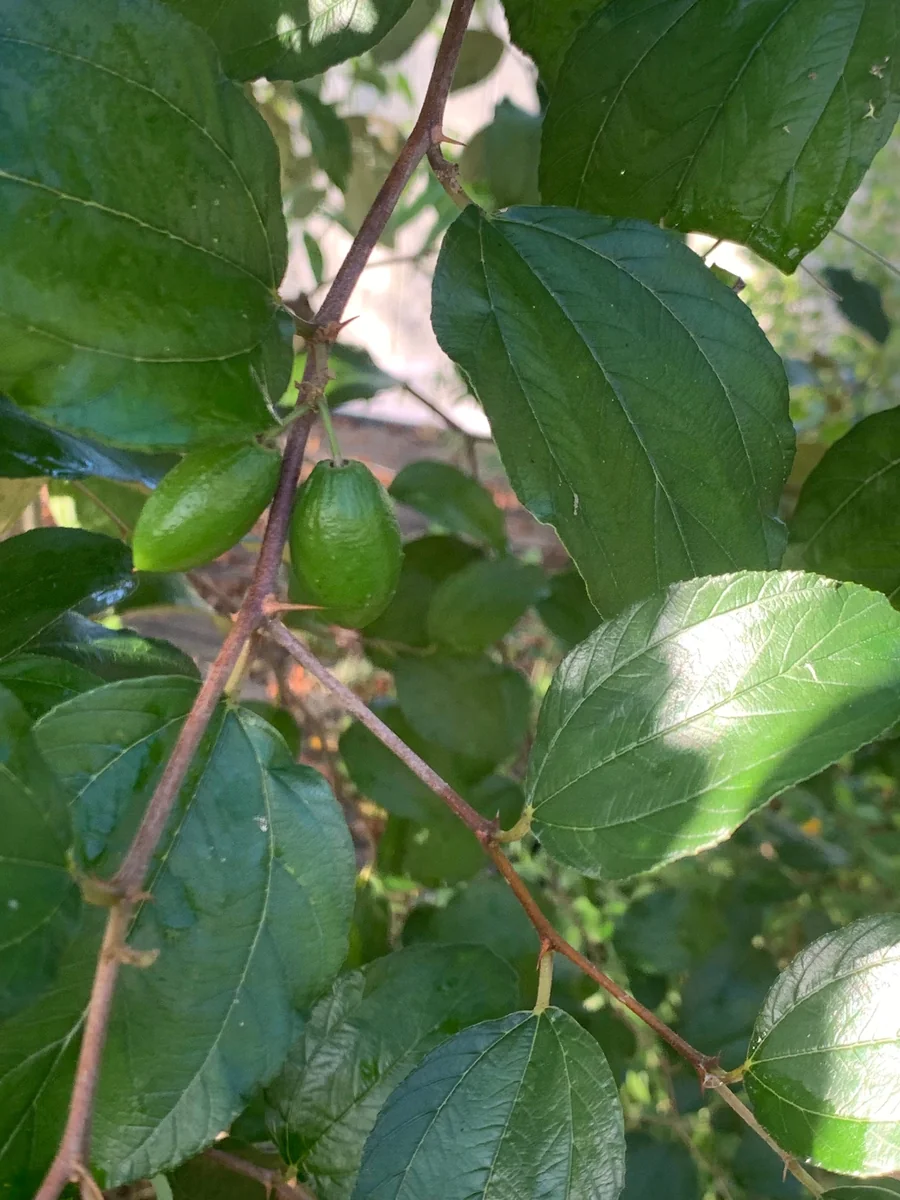 Jujube Tree Live Plant – Sweet Chinese Date Fruit – Drought Tolerant - Image 1