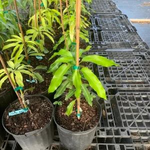 Julie Mango Tree Live Plant - Grafted, 3 Gallon Pot, Dwarf Fruit Tree - Image 4