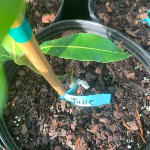 Julie Mango Tree Live Plant - Grafted, 3 Gallon Pot, Dwarf Fruit Tree - Image 5