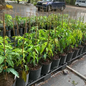 Julie Mango Tree Live Plant – Grafted – 3 Gallon Pot – Sweet Fiberless Fruit - Image 3