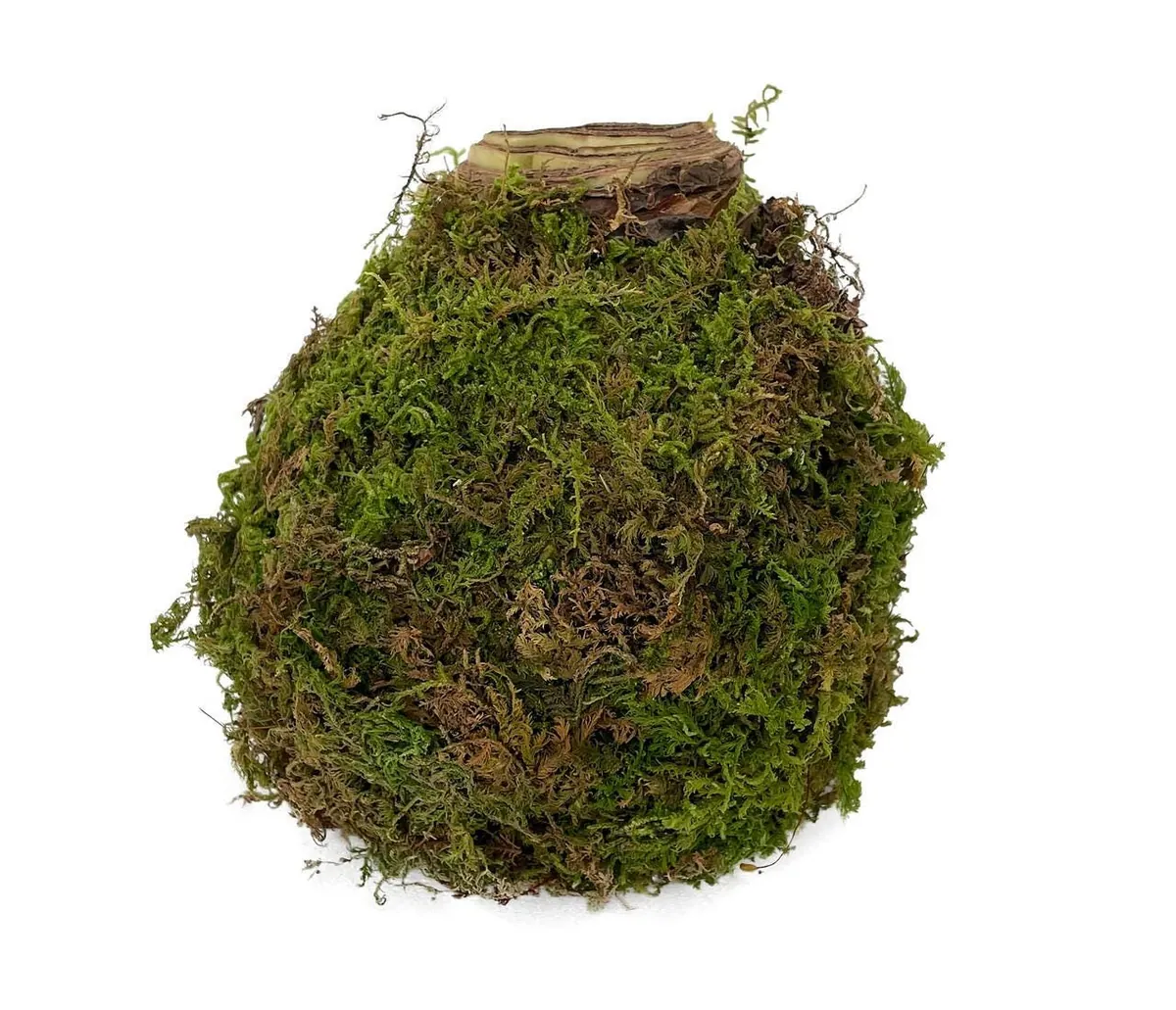 Jumbo Amaryllis Bulb – Moss Coated, Vivid Orange – Easy to Grow Holiday Blooms - Image 2