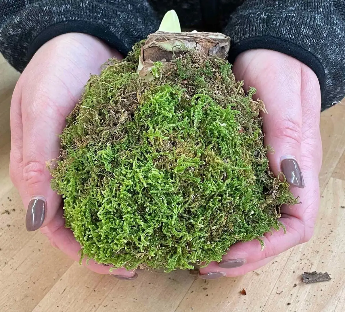 Jumbo Amaryllis Bulb – Moss Coated, Vivid Orange – Easy to Grow Holiday Blooms - Image 3