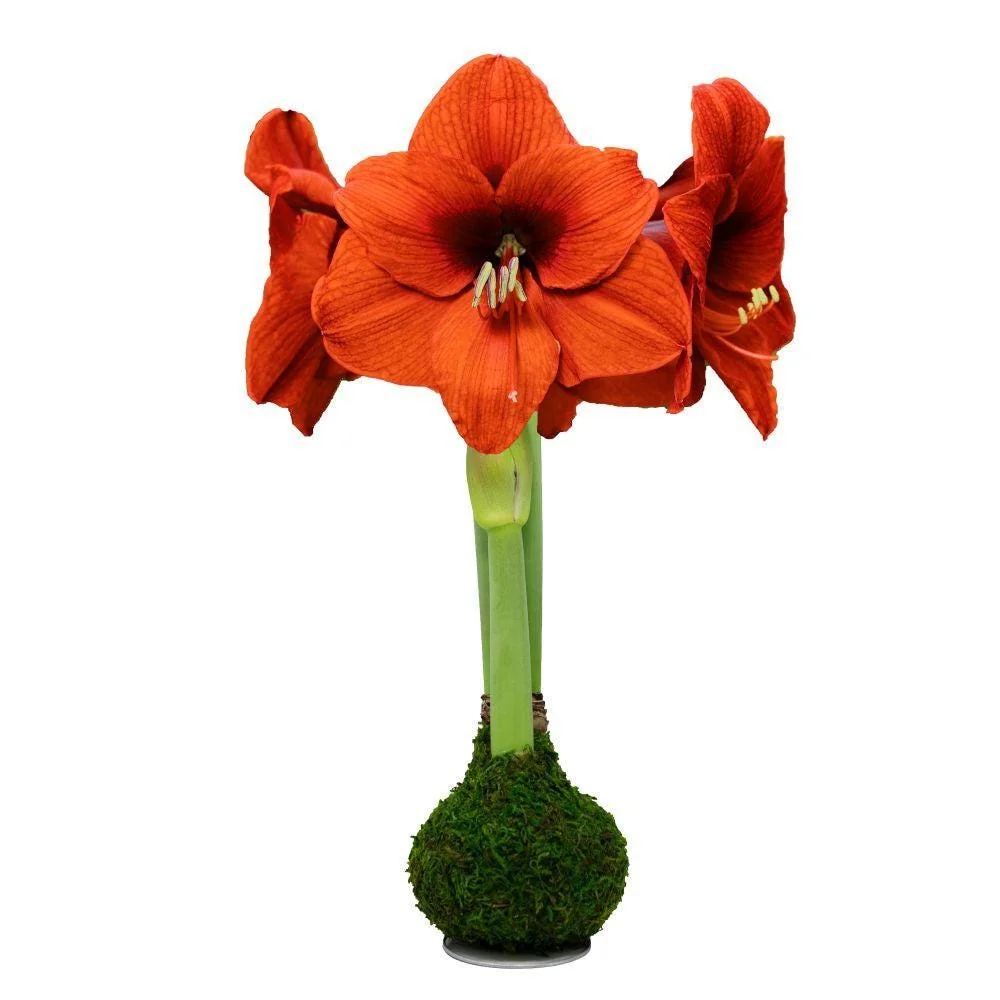 Jumbo Amaryllis Bulb – Moss Coated, Vivid Orange – Easy to Grow Holiday Blooms - Image 1