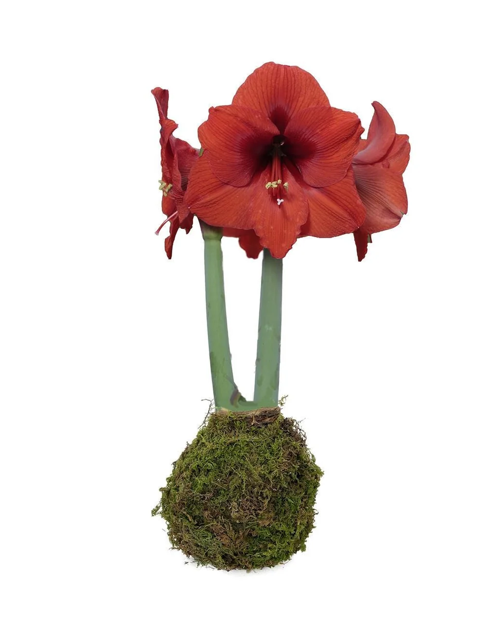 Jumbo Amaryllis Bulb - Moss Coated Waxed - No Water No Soil - Holiday Blooms - Image 2