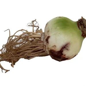 Jumbo Amaryllis Bulb - Moss Coated Waxed - No Water No Soil - Holiday Blooms - Image 4