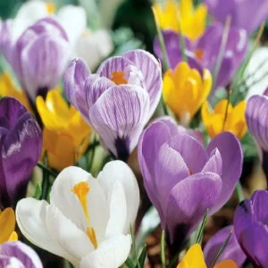 Jumbo Crocus Mixture Bulbs - Early Spring Flowering Bulbs, 4-6 inches Tall - Image 1