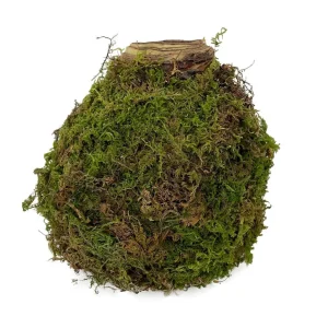 Jumbo Moss Coated Amaryllis Bulb - No Water, No Soil, Easy Holiday Blooms - Image 2