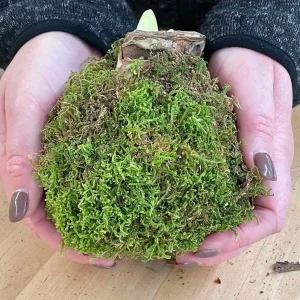 Jumbo Moss Coated Amaryllis Bulb - No Water, No Soil, Easy Holiday Blooms - Image 3