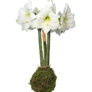 Jumbo Moss Coated Amaryllis Bulb - No Water, No Soil, Easy Holiday Blooms - Image 1