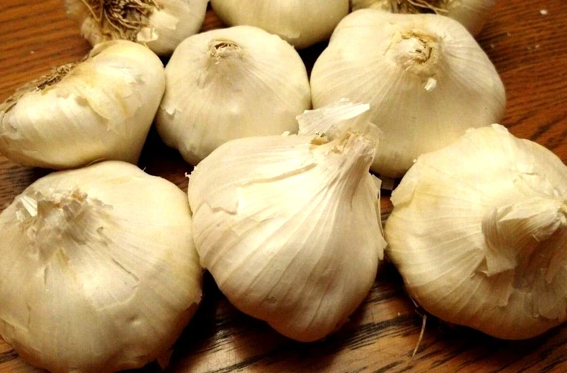 Jumbo Organic Softneck Garlic Bulbs - 3 Count for Planting, Easy to Grow - Image 6