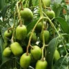 June Plum Dwarf Live Plant – Ambarella Fruit Tree – 3 Gallon Pot – Outdoor - Image 1
