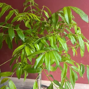 June Plum Dwarf Live Plant – Ambarella Fruit Tree – 3 Gallon Pot – Outdoor - Image 8