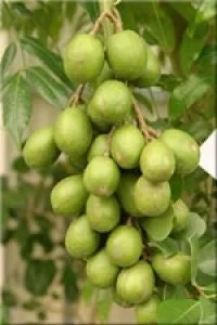 June Plum Live Plant – 2 to 3 Feet Tall – Fruit Tree in 3 Gallon Pot - Image 1