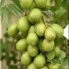 June Plum Live Plant – Dwarf Ambarella Tree – 2 Feet Tall – Ships in 3 Gallon Pot - Image 1