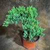 Juniper Procumbens Bonsai Tree Live Plant – 4 inch Grow Pot – Outdoor - Image 1