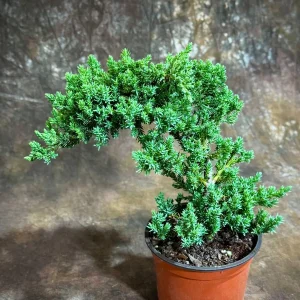 Juniper Procumbens Bonsai Tree Live Plant – 4 inch Grow Pot – Outdoor - Image 3