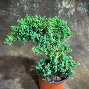 Juniper Procumbens Bonsai Tree Live Plant – 4 inch Grow Pot – Outdoor - Image 4