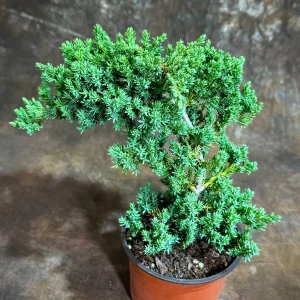 Juniper Procumbens Bonsai Tree Live Plant – 4 inch Grow Pot – Outdoor - Image 5