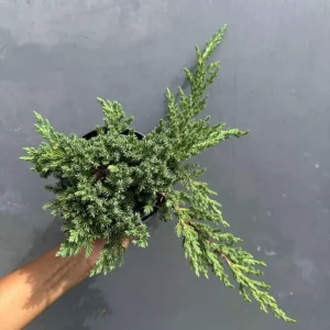 Juniper Procumbens Bonsai Tree Live Plant - 4 inch Pot - Outdoor Lucky Houseplant - Image 2