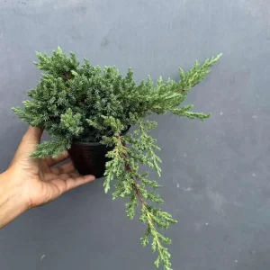 Juniper Procumbens Bonsai Tree Live Plant - 4 inch Pot - Outdoor Lucky Houseplant - Image 3