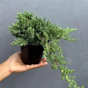 Juniper Procumbens Bonsai Tree Live Plant - 4 inch Pot - Outdoor Lucky Houseplant - Image 1