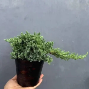Juniper Procumbens Bonsai Tree Live Plant - 4 inch Pot - Outdoor Lucky Houseplant - Image 6