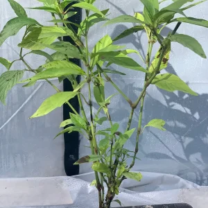 Justicia Spicigera Insulin Live Plant - 4 inch Pot - Indoor/Outdoor - Image 3