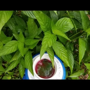 Justicia Spicigera Insulin Live Plant - 4 inch Pot - Indoor/Outdoor - Image 1