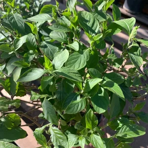 Justicia Spicigera Live Plant – Mexican Honeysuckle – 1 Gallon Pot – 1 Foot Tall - Image 2