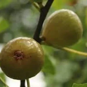 Kadota Fig Tree Starter Plug - Ficus carica 'Kadota' - Live Fruit Plant - Image 3
