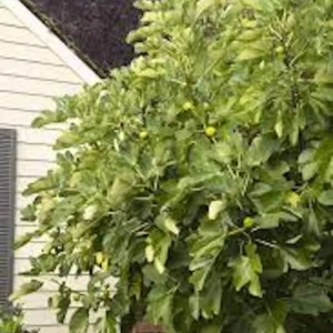 Kadota Fig Tree Starter Plug - Ficus carica 'Kadota' - Live Fruit Plant - Image 5