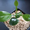 Kaffir Lime Live Plant Starter Plugs – 2-3 Inches Tall – Culinary & Ornamental - Image 1
