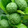 Kaffir Lime Tree - Citrus Hystrix Makrut Live Plant – 1/2 Gallon Pot - Image 1