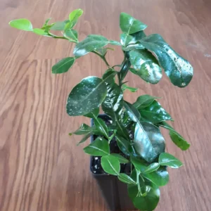 Kaffir Lime Tree Live Plant - 5-10 Inches Tall - Makrut Lime Citrus Hystrix - Image 2