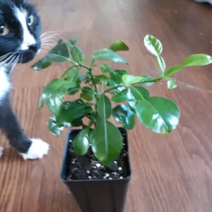 Kaffir Lime Tree Live Plant - 5-10 Inches Tall - Makrut Lime Citrus Hystrix - Image 1
