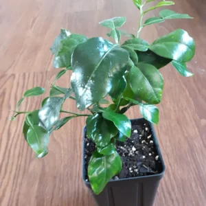 Kaffir Lime Tree Live Plant - 5-10 Inches Tall - Makrut Lime Citrus Hystrix - Image 5