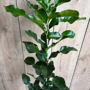Kaffir Lime Tree Live Plant - Citrus hystrix Makrut, Fragrant Thai Lime, 1/2 Gal Pot - Image 3