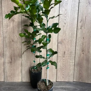 Kaffir Lime Tree Live Plant - Citrus hystrix Makrut, Fragrant Thai Lime, 1/2 Gal Pot - Image 4