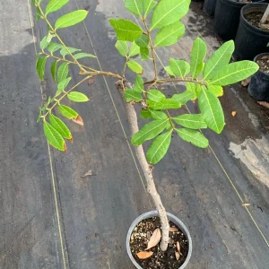 Kahola Longan Tree - 2 Feet Tall Airlayered Live Plant - Ships in 3 Gallon Pot - Image 2