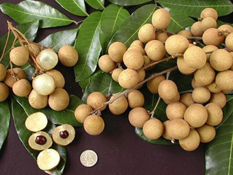 Kahola Longan Tree - 2 to 3 Feet Tall - Airlayered Live Fruit Plant - Image 1