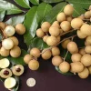 Kahola Longan Tree - 3 Feet Tall Airlayered Live Plant - Ships in 3 Gallon Pot - Fruit Tree - Image 1