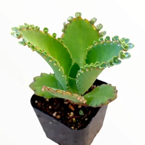 Kalanchoe daigremontiana 'Mother of Thousands' Succulent Live Plant - Image 2